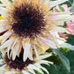 2027 Summer B Bouquet Subscription